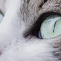 猫の目、眼球