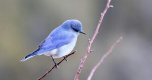 青い鳥、bluebird