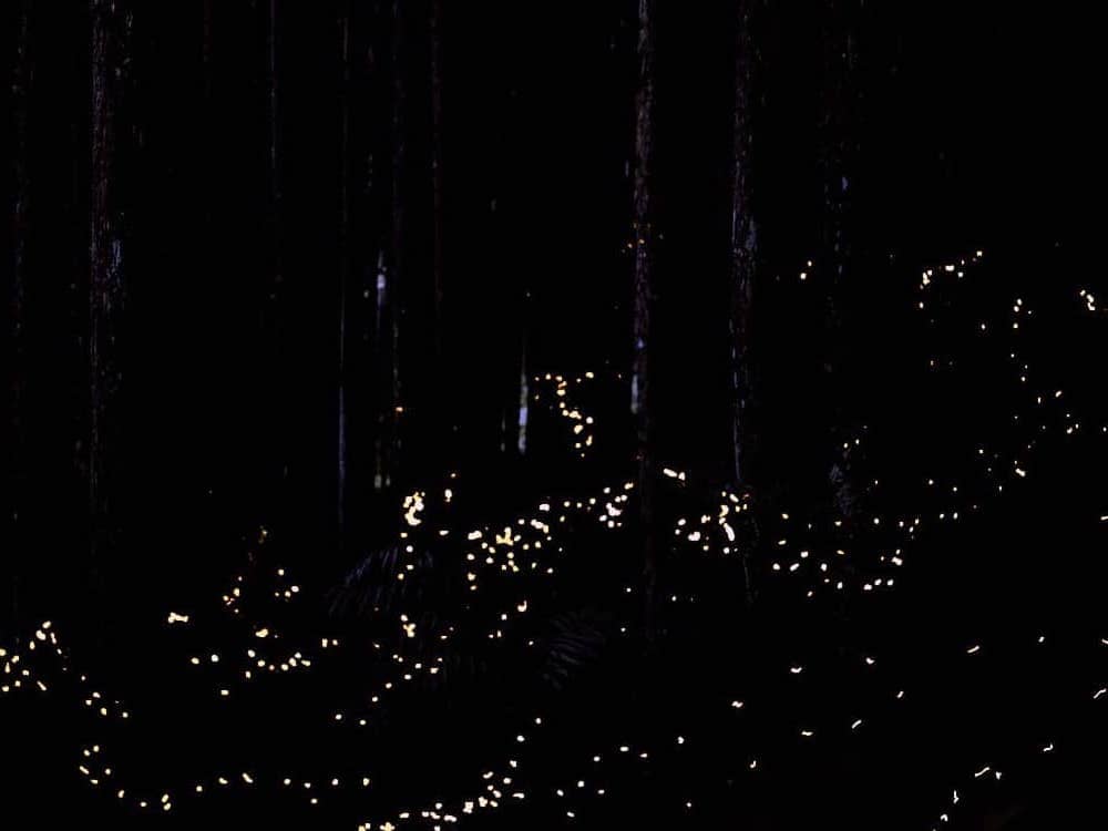 火垂るの墓、ほたる